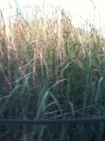 tall grass italy